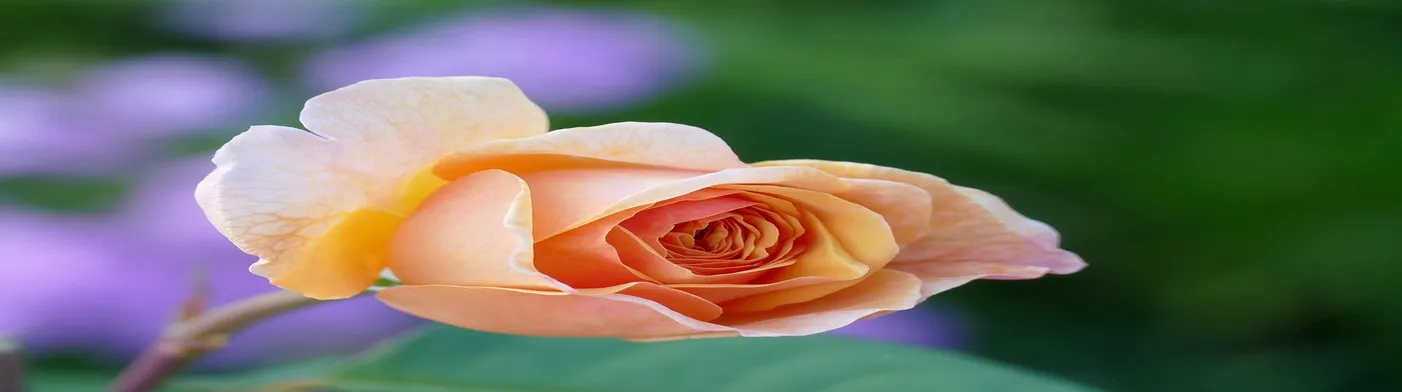 법무법인 서앤율